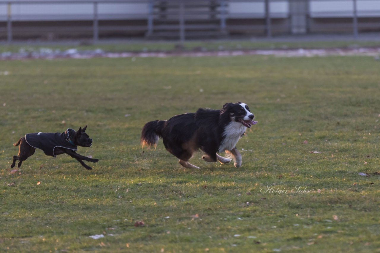 Bild 2 - Hundeshooting